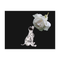 Beauty Innocence Dalmation And Rose Postcard