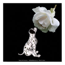 Beauty Innocence Dalmation And Rose Poster Print
