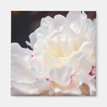 Beauty of a Peony Magnet