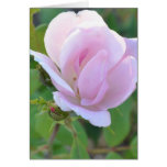 Beauty of a Pink Rose Card