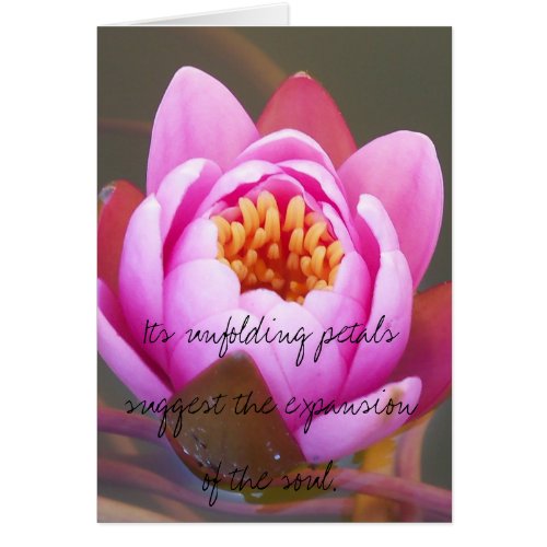 Beauty of an Emerging Water Lily card