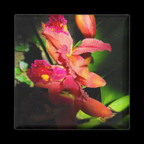 Beauty of an Orchid-2 magnets