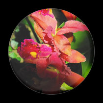 Beauty of an Orchid-2 magnets