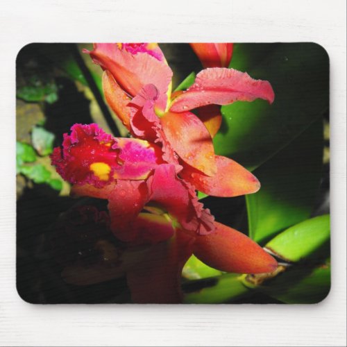 Beauty of an Orchid-2 mousepad