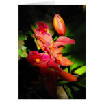 Beauty of an Orchid Cards