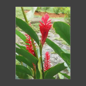 Beauty of Red