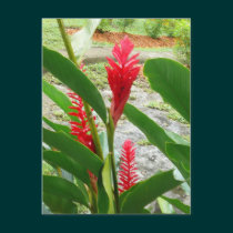 Beauty of Red postcards