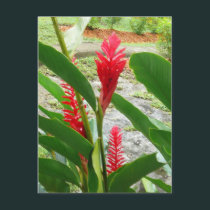 Beauty of Red postcards
