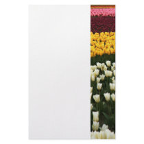 Beauty of tulips stationery by Priscilla48 Beauty of tulips stationery