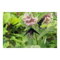Beauty on the Blue Ridge Parkway. posters by cmg_cobra Beauty on the Blue Ridge Parkway. posters