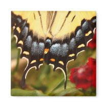 Beauty on your fridge! magnets