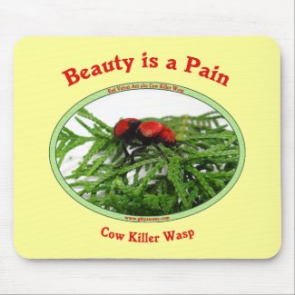 cow killer wasp red velvet ant