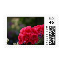 beauty pink geraniums postage