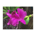 Beauty Postcard by sunsett76 Beauty Postcard