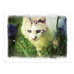 'Beauty' Postcard