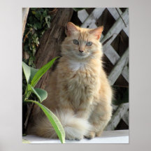 Beauty Poster