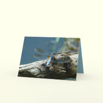 Beauty Remains cards by MoiraAshleigh Beauty Remains cards