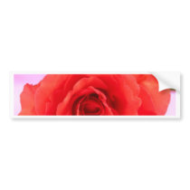 beauty  rose bumper stickers