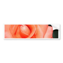 beauty  rose bumper stickers