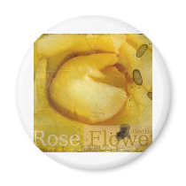 beauty  rose magnets