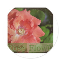 beauty  rose stickers