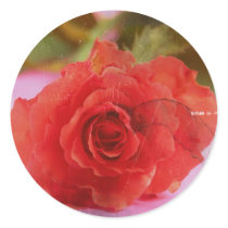 beauty  rose stickers
