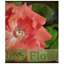 beauty  rose t-shirts