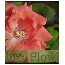 beauty  rose t-shirts