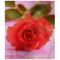beauty  rose t-shirts