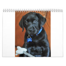 beauty-the-labrador-retriever_42196_2010-02-24_w45 wall calendars