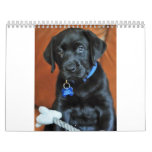beauty-the-labrador-retriever_42196_2010-02-24_w45 calendars