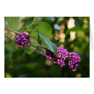 Beautyberry - Verbena Berry with Dew Greeting Cards by moonrisings