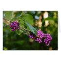 Beautyberry - Verbena Berry with Dew cards