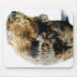 BEAVER ANIMAL TALKING MOUSE PADS