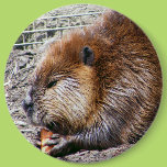 Beaver Pinback Button