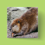 Beaver Pins
