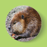 Beaver Pin