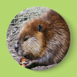 Beaver Pins