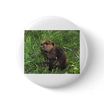 Beaver Button