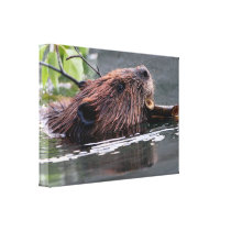 beaver stretched canvas prints