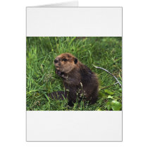 Beaver Greeting Cards