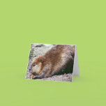 Beaver Card