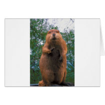 Beaver Greeting Card
