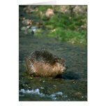 Beaver Card