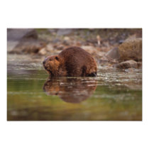 beaver, Castor canadensis, goes for a swim in