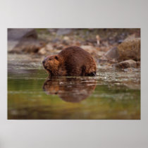 beaver, Castor canadensis, goes for a swim in