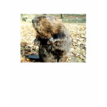 BEAVER CASTOR TALKING t-shirts
