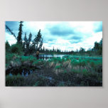 Beaver Dam and Pond Poster