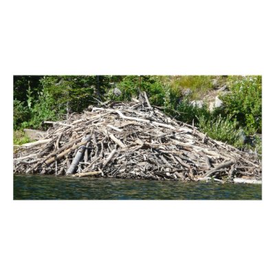 beaver dam custom photo card by pinkypetals