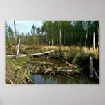 Beaver Dam posters